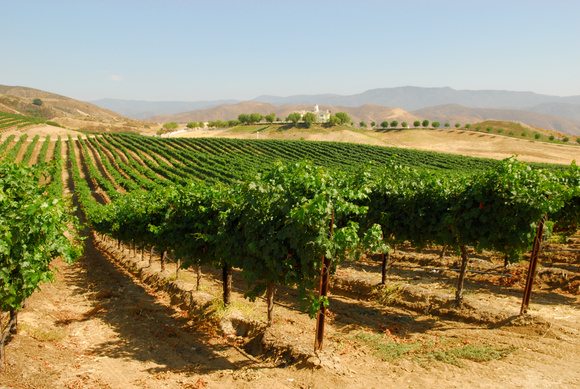 Vineyards in Temecula